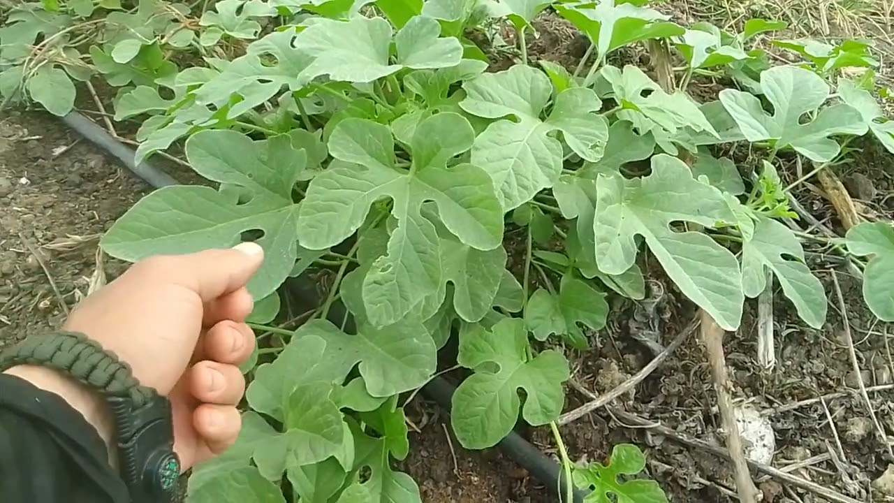 Cultivo de maxixe, informações importantes para quem está começando, o essencial e indispensável.