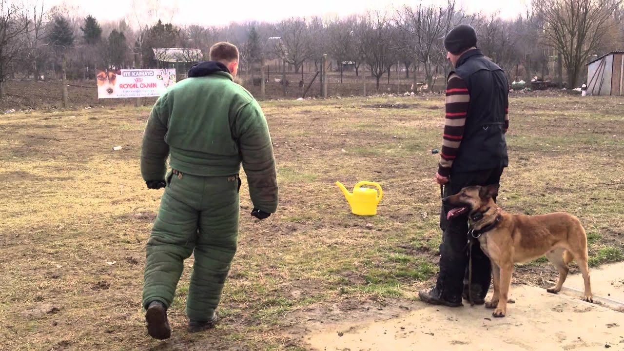 Malinois örző-védő (belga juhász) 2012.02.06. Makó