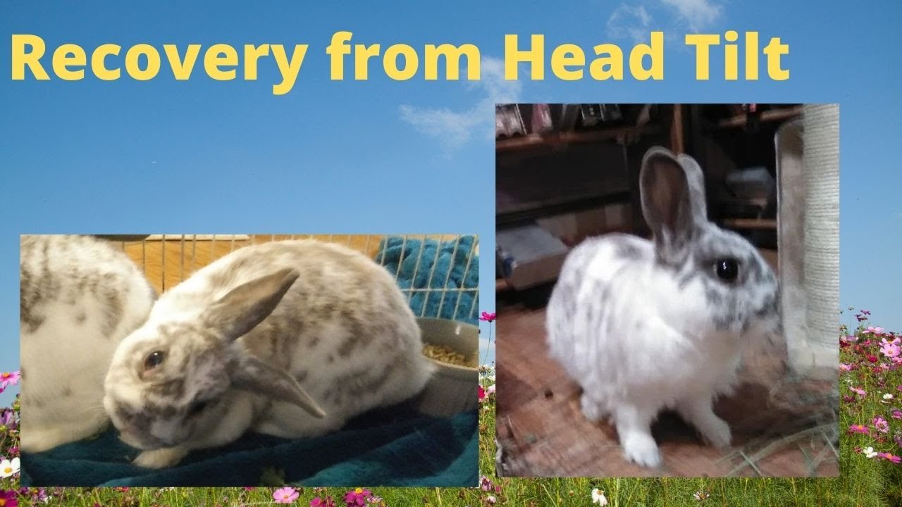 My rabbit Barney's experience and recovery from head tilt with video clips