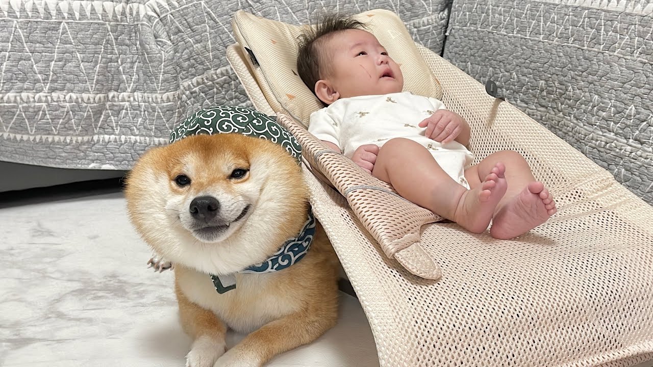 苦手な雷も大好きなこの側なら乗り越えられると信じている豆柴が可愛すぎました…