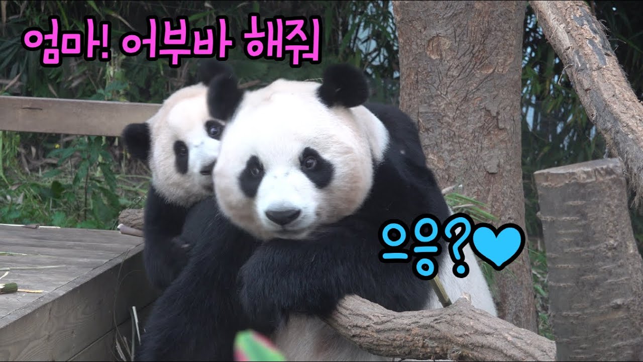★에버랜드 판다월드 ep36★ 