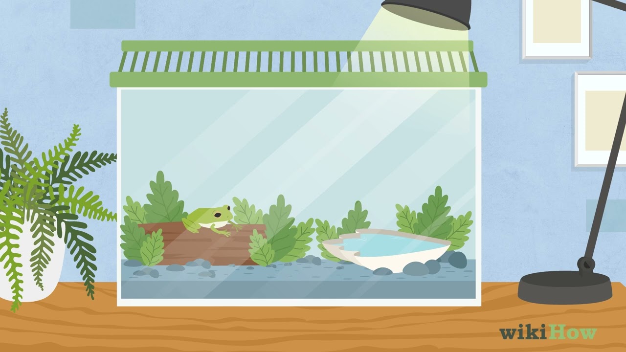 How to Take Care of Frogs
