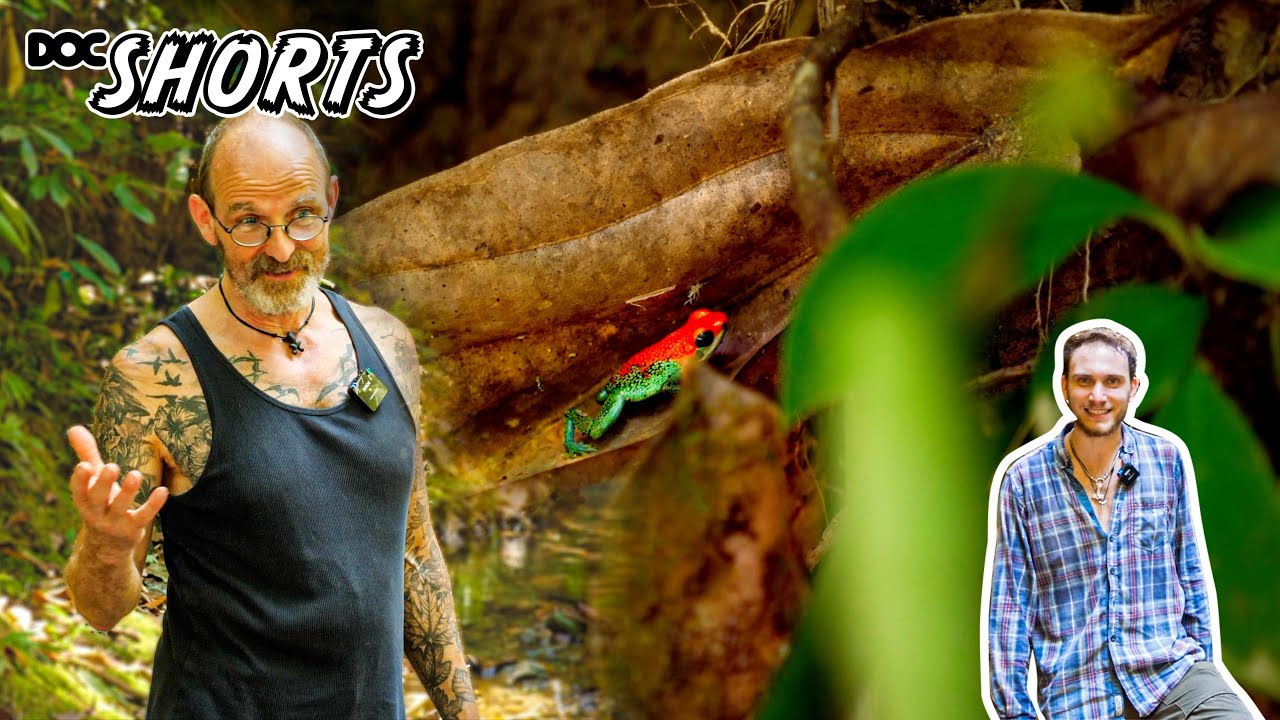 DOC SHORTS | Folge 29 - Der Tod trägt grüne Hosen: Der Pfeilgiftfrosch Oophaga granulifera
