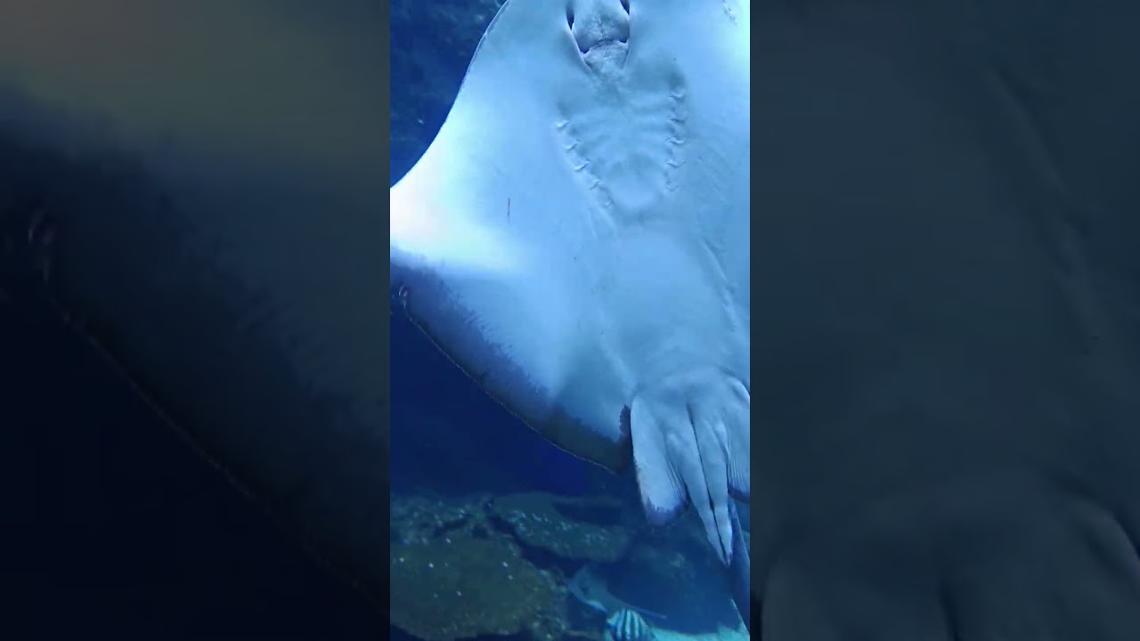 台中海洋館