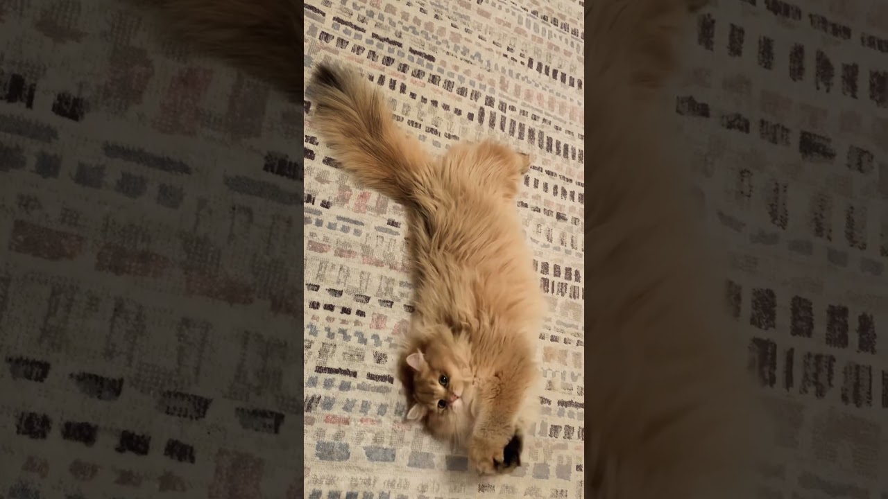 #britishcats #britishlonghair #catlover #котики #funnycats #funny #приколы #смешнойкот #пушистики