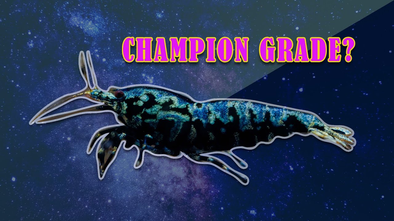 I sent these shrimps to the Dutch Shrimp Contest in 2021.