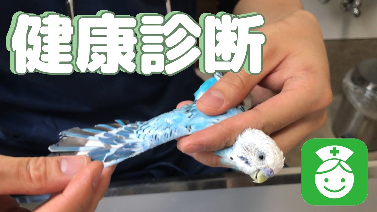 インコの健康診断　セキセイインコ・うめ　Budgie Takes Medical Checkup