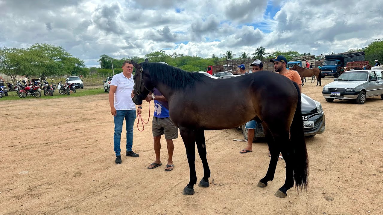 CAVALOS E GADOS NA FEIRA DE ALTINHO-PE 14/02/2026 #nordeste