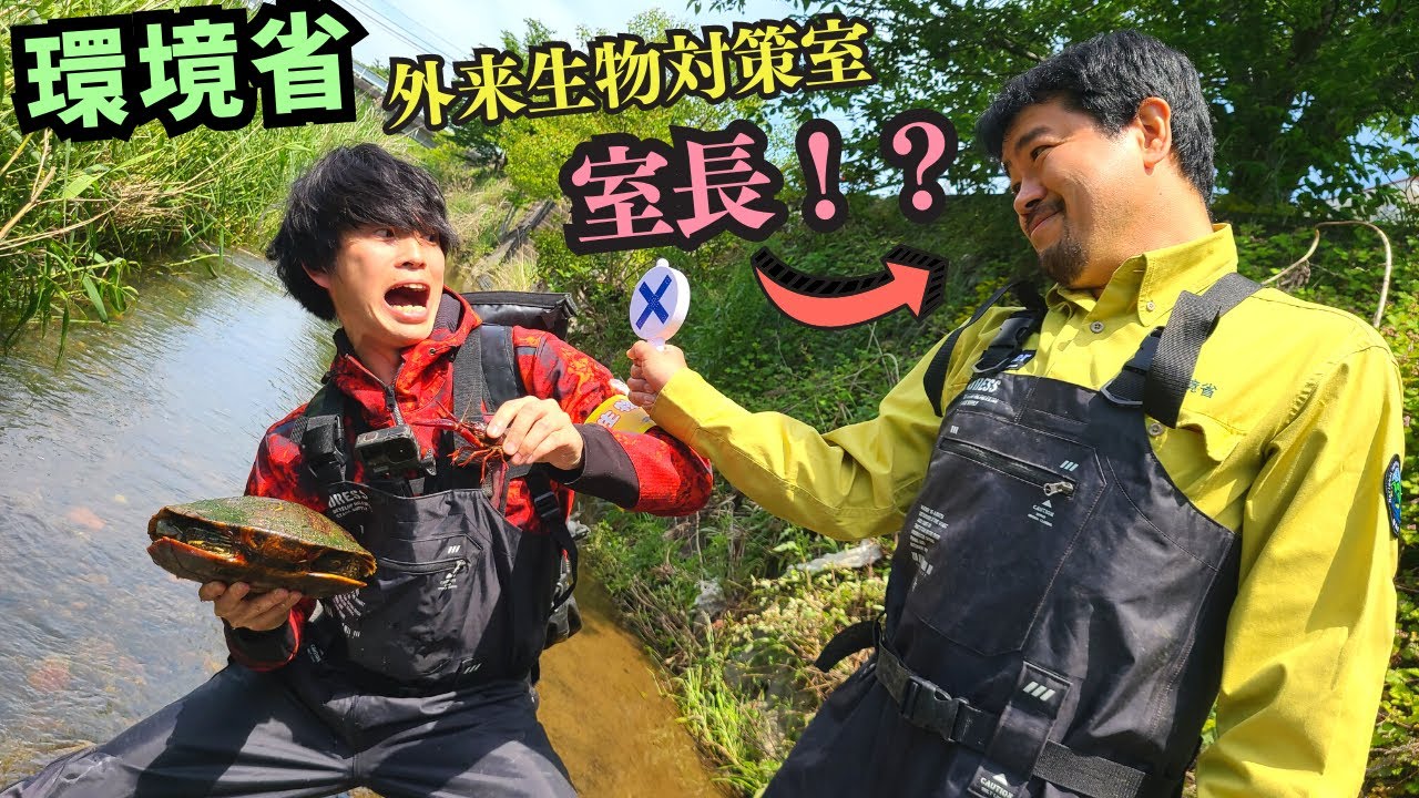 環境省×YouTuberコラボ！？ミドリガメとアメリカザリガニの新制度「条件付特定外来生物」を作った人に解説してもらってみた！！【飼育、放流、生餌、料理、釣り、運搬、販売、繁殖】