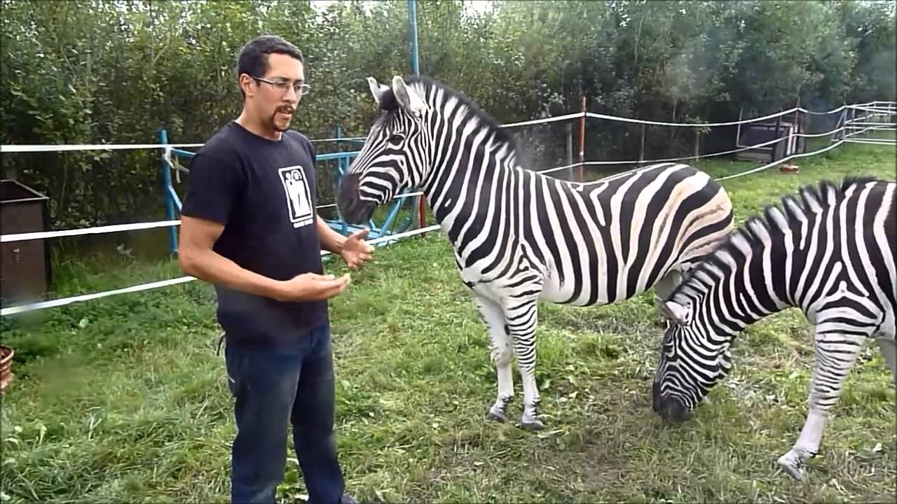 Zebra-Maniküre im Circus Krone