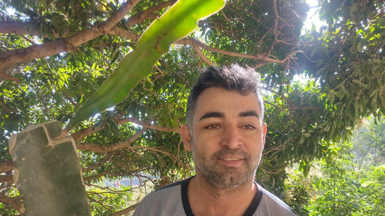 Como fazer enxerto de gema na pitaya.