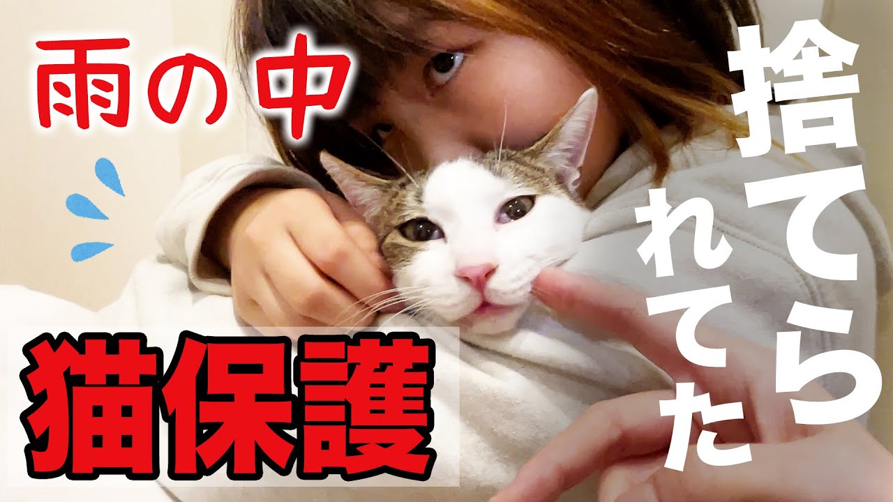 飼う？飼わない？😭猫が捨てられていたので拾ってきました。もう9匹いるのに、、、　#多頭飼い #野良猫　#保護