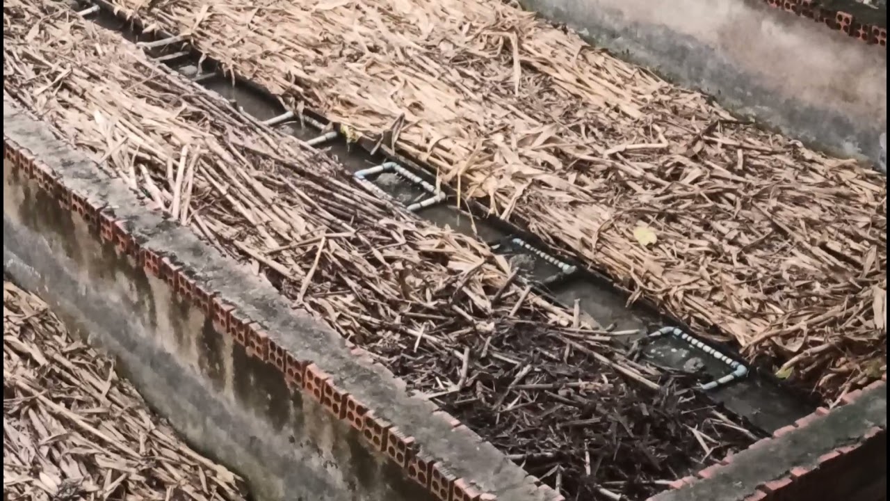 Eel farming