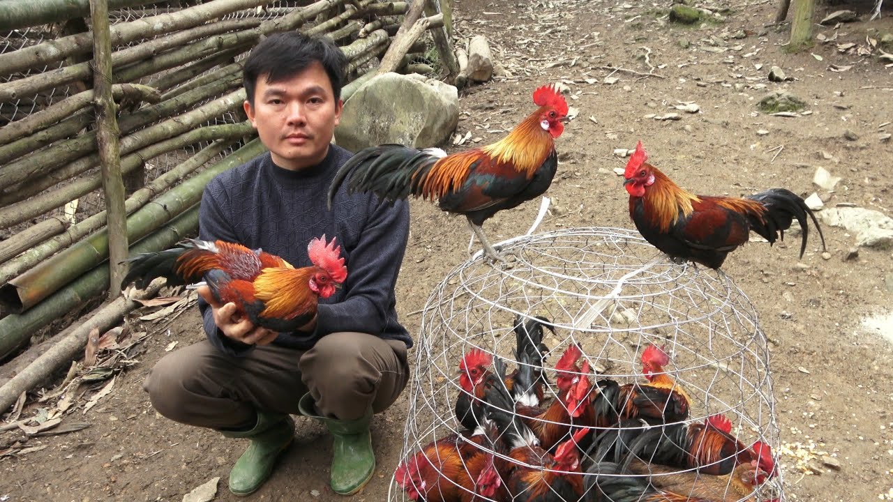 Выращивание диких кур и продажа.  Роберт |  Зеленая лесная жизнь
