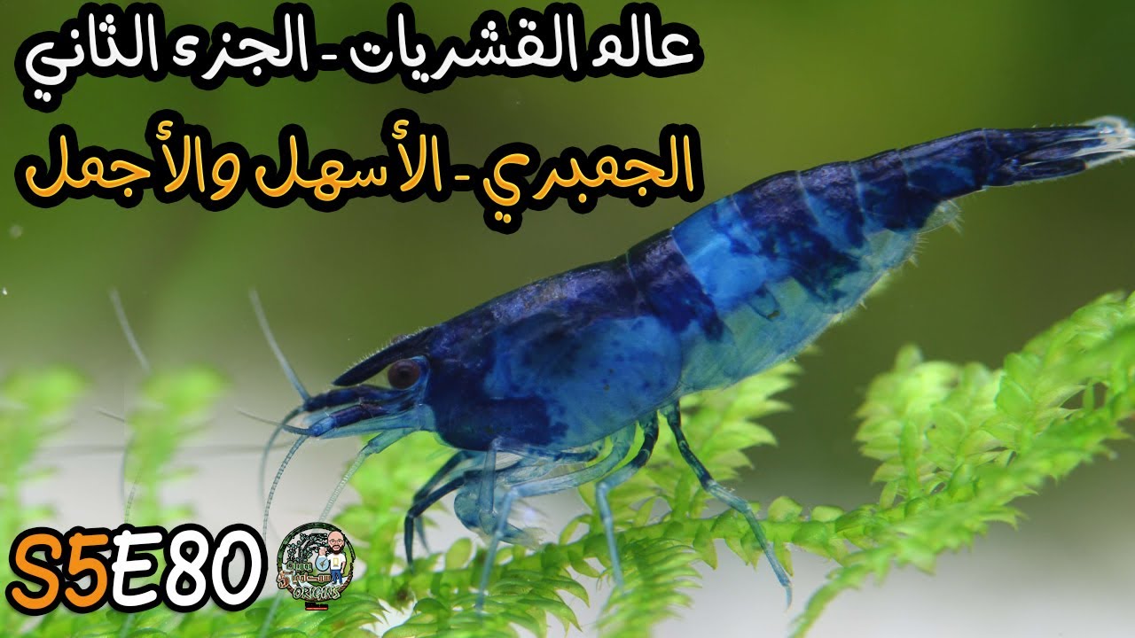 S5E80 - عالم القشريات الجزء الثاني - الجمبري الأسهل والاجمل