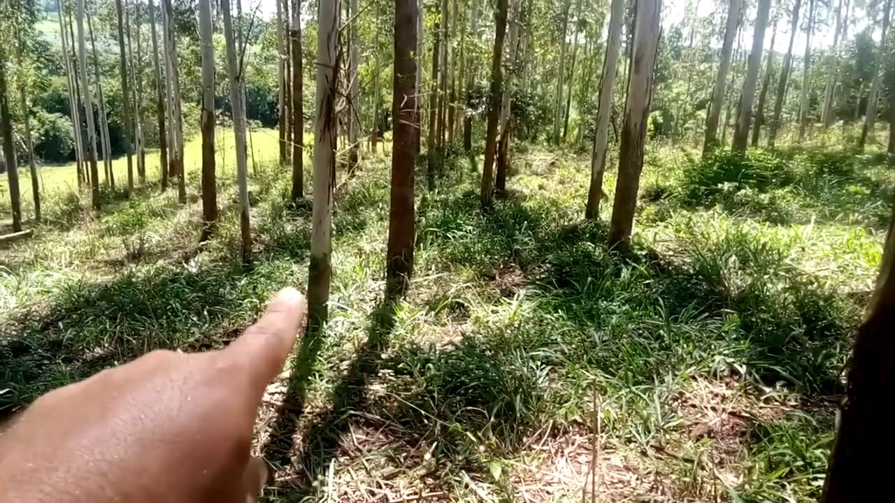 Consórcio de Eucalipto x Pasto... confira como!