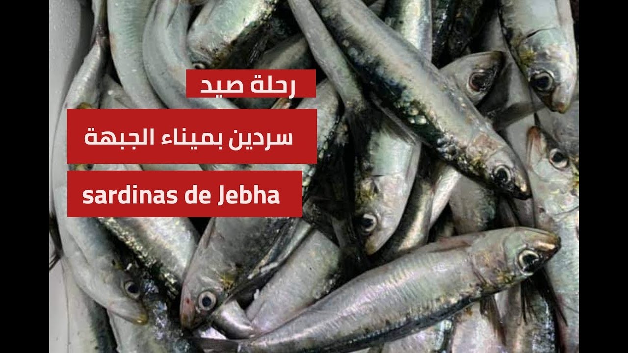 رحلة صيد #السردين بساحل الجبهة مع مركب الصيد 