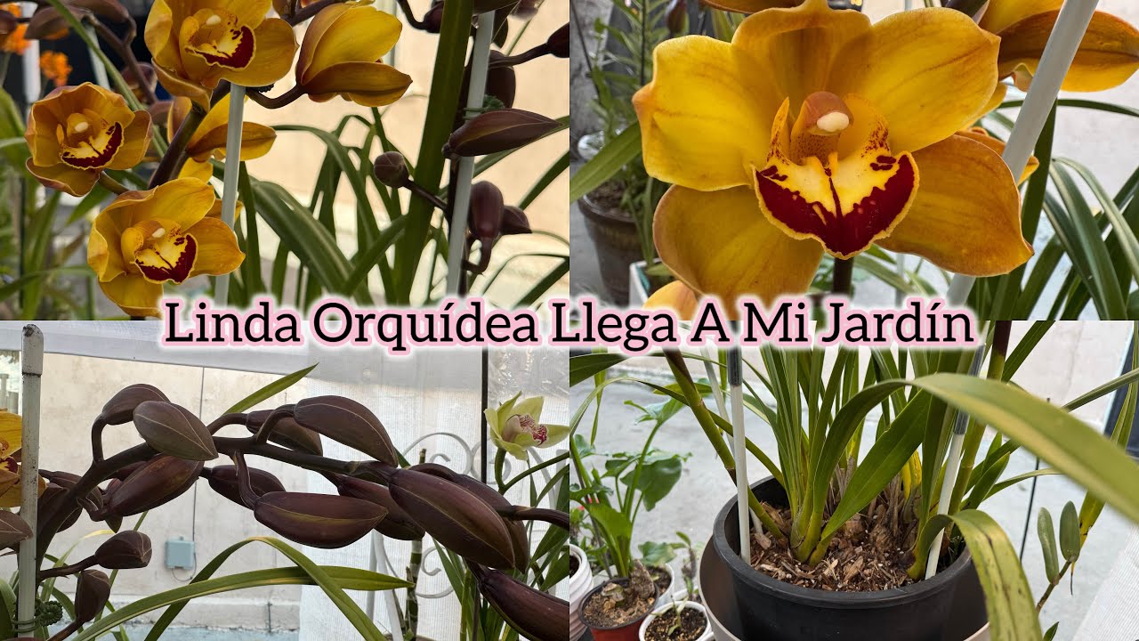  Orquídea Cymbidium Llega A mi Jardin