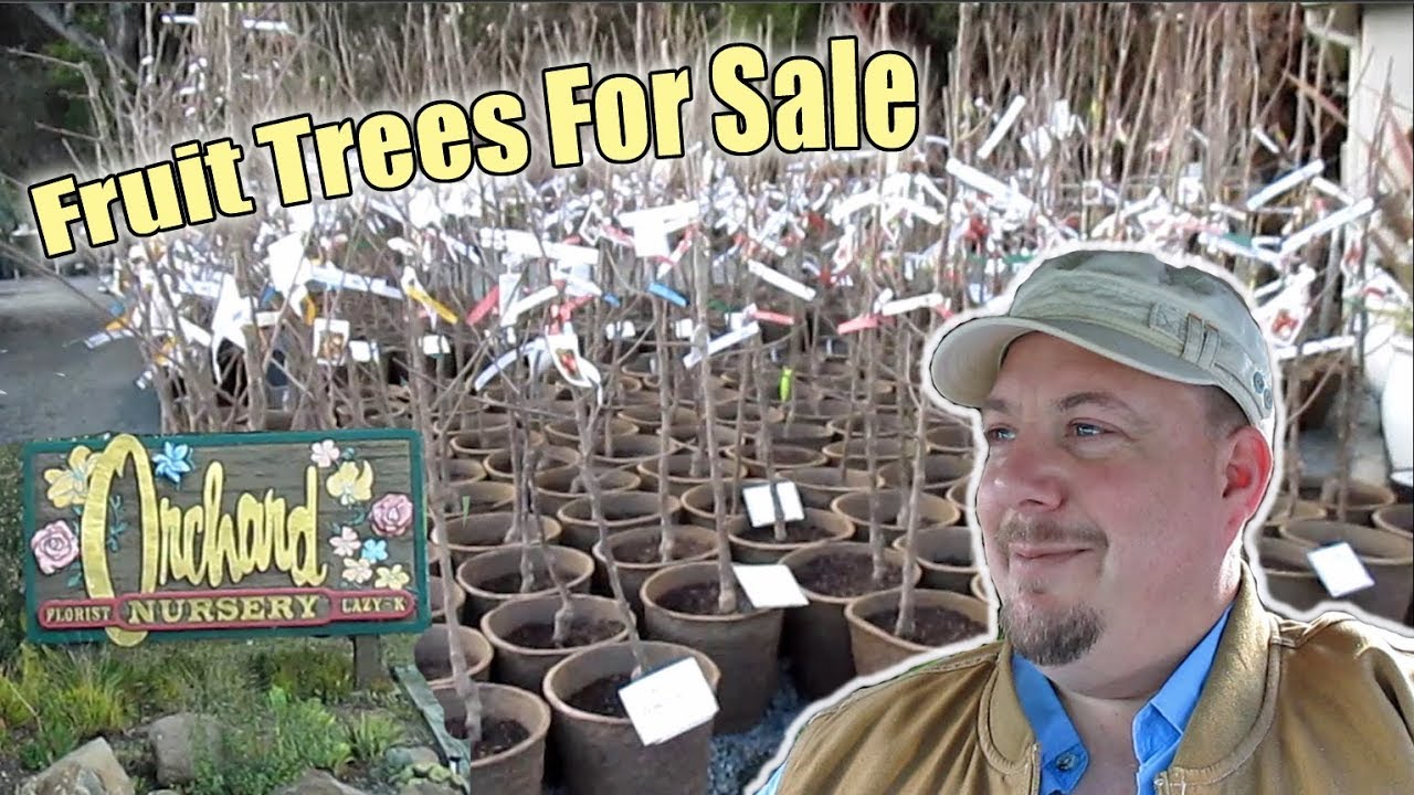It's FRUIT TREE Season! Check Out The AMAZING Selection Available At Orchard Nursery