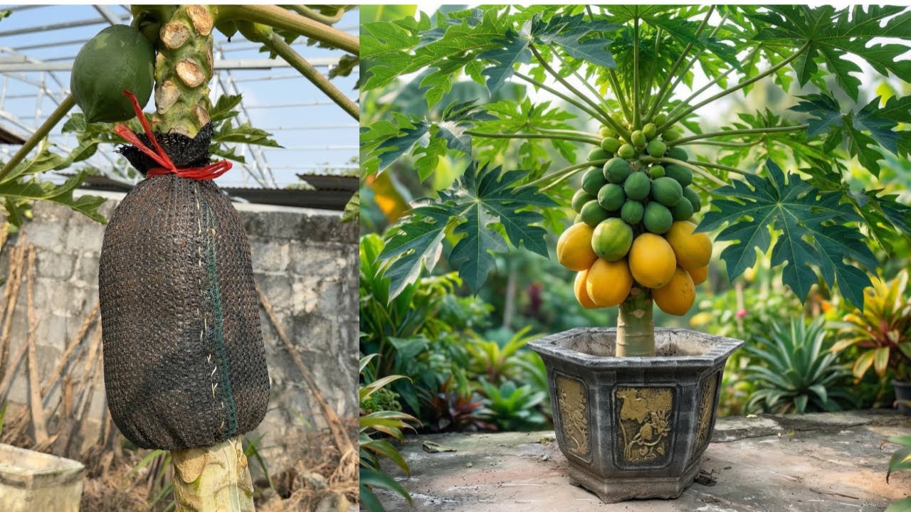 How to grow dwarf papaya trees in pots in 2026 - Papaya air layering method