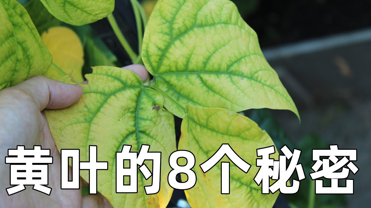 8 Reasons why leaves turn yellow? 這就是葉片變黃的原因！中招沒？