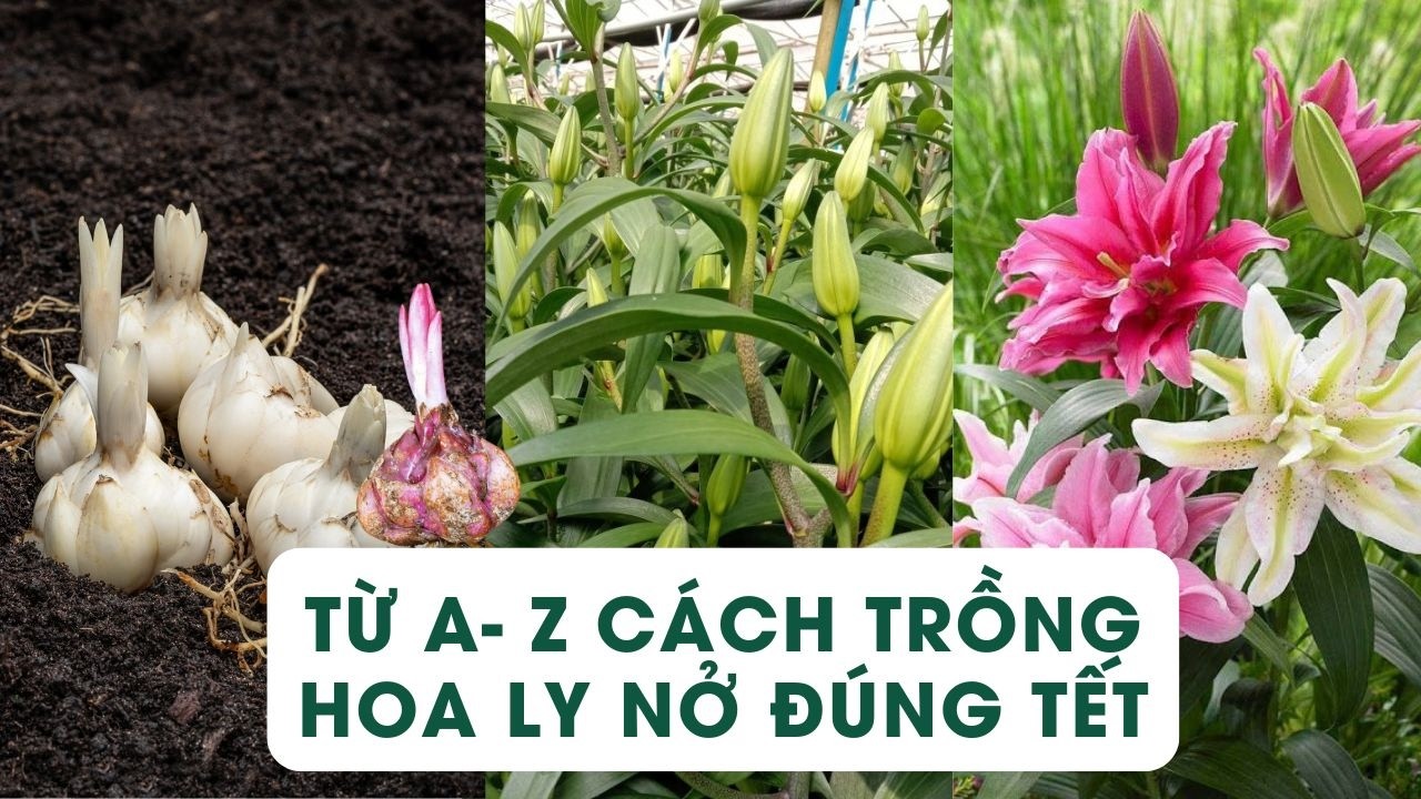 Hướng dẫn chi tiết cách trồng hoa ly nở đúng dịp tết, hoa thơm, cành to khỏe