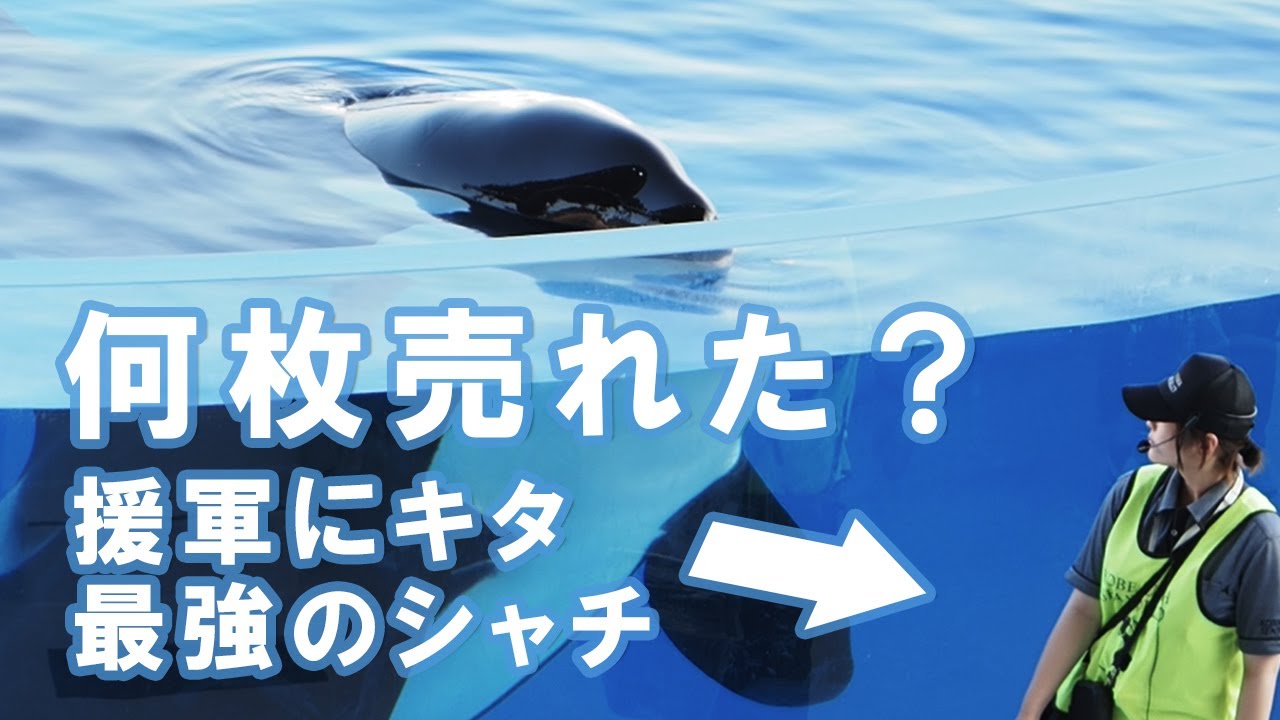 ショーより「かっぱ販売」スタッフさんが気になるシャチ