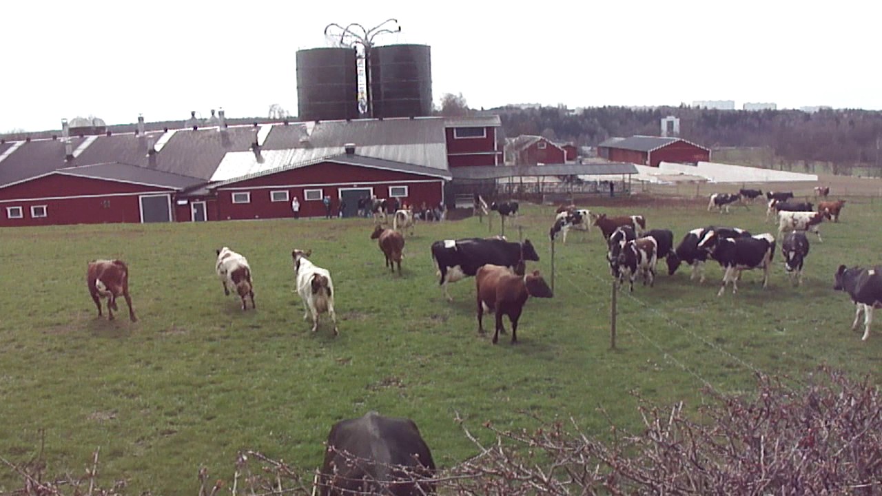 Kosläpp på Hamra Gård i Tumba, Botkyrka kommun