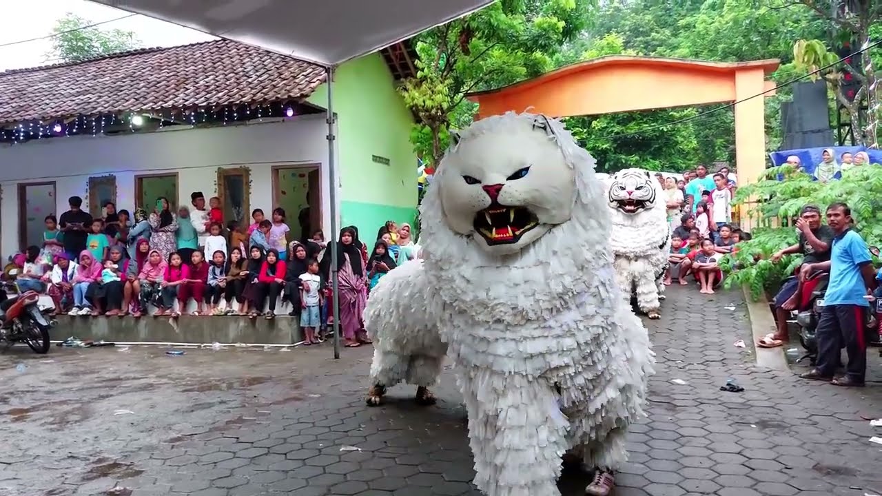 CAN MACANAN SINGO MANGGALA DI LEMBENGAN LEDOKOMBO JEMBER PART1