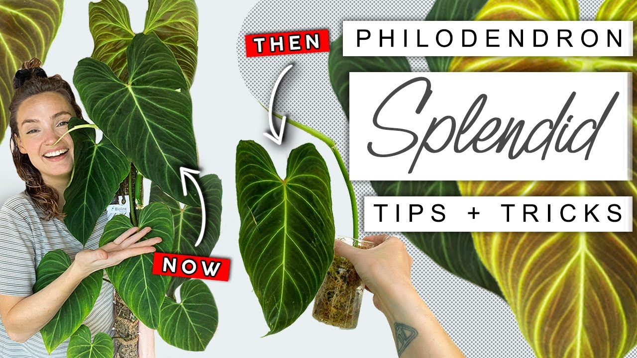 How I Grew My Philodendron Splendid HUGE In Just 9 Months 🌿 Philodendron Splendid Tips + Tricks