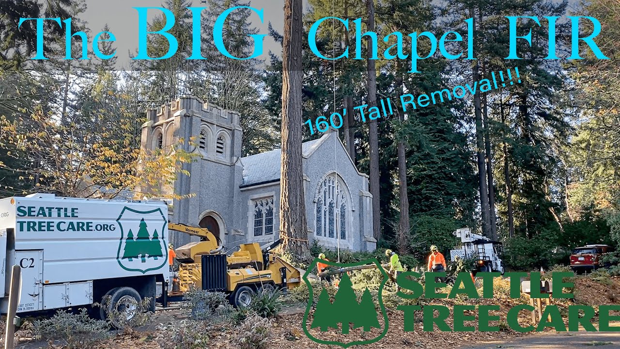PART 2!!! Brushing out the BIG Chapel Fir! 160ft Tall Tree Removal with Seattle Tree Care!