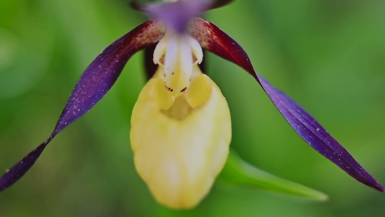 Orchidejové jarní Karpaty (4K) FULL