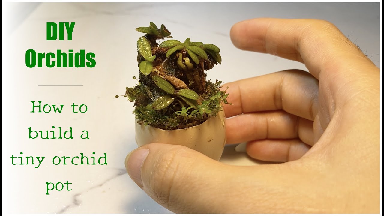 DIY Orchids | Planting Orchids in Eggshells - Trồng lan trứng bướm trong vỏ trứng
