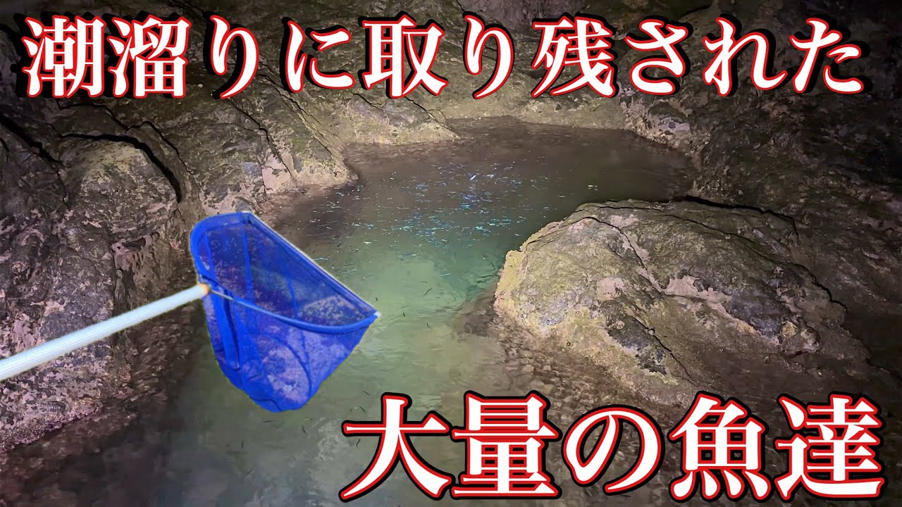 夜の磯でガサガサすると大量生き物を発見【死滅回遊魚】