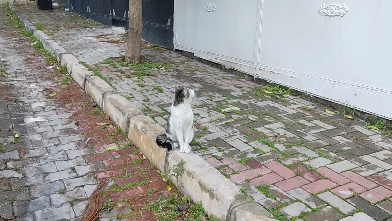 A Cat Making Strange Sounds While Looking Up