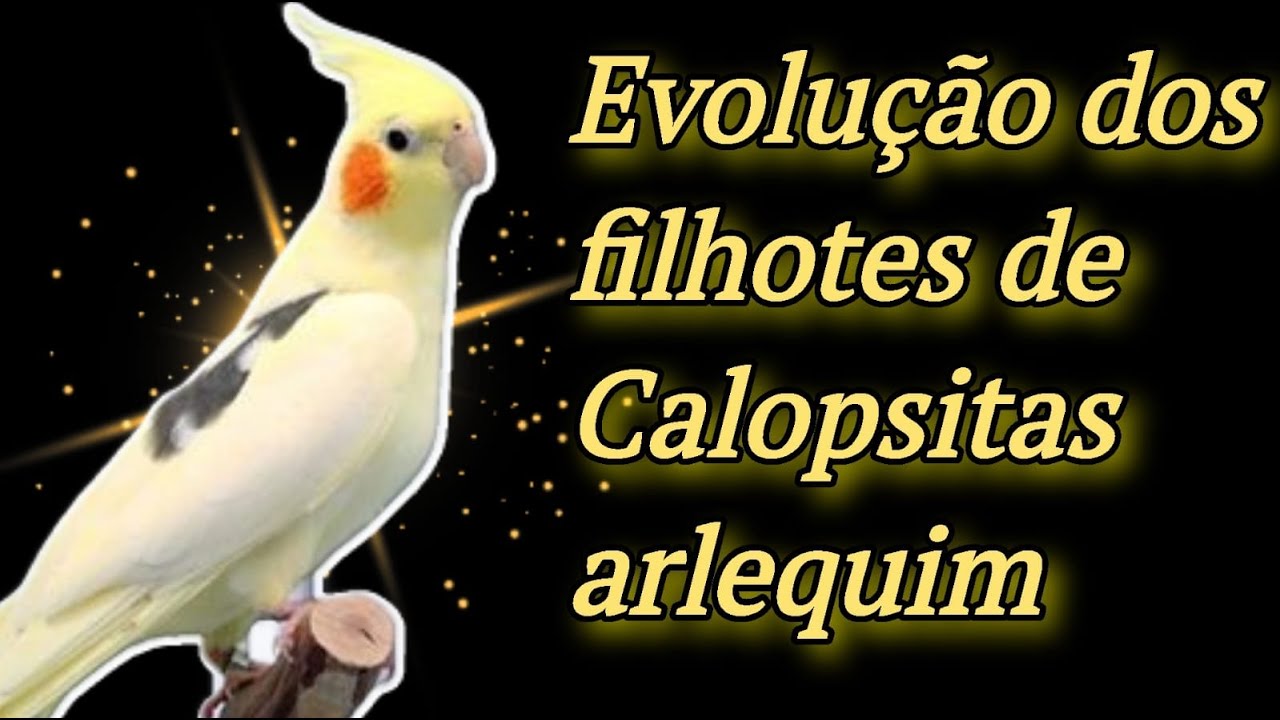 Evolu&ccedil;&atilde;o dos filhotes de Calopsitas arlequim