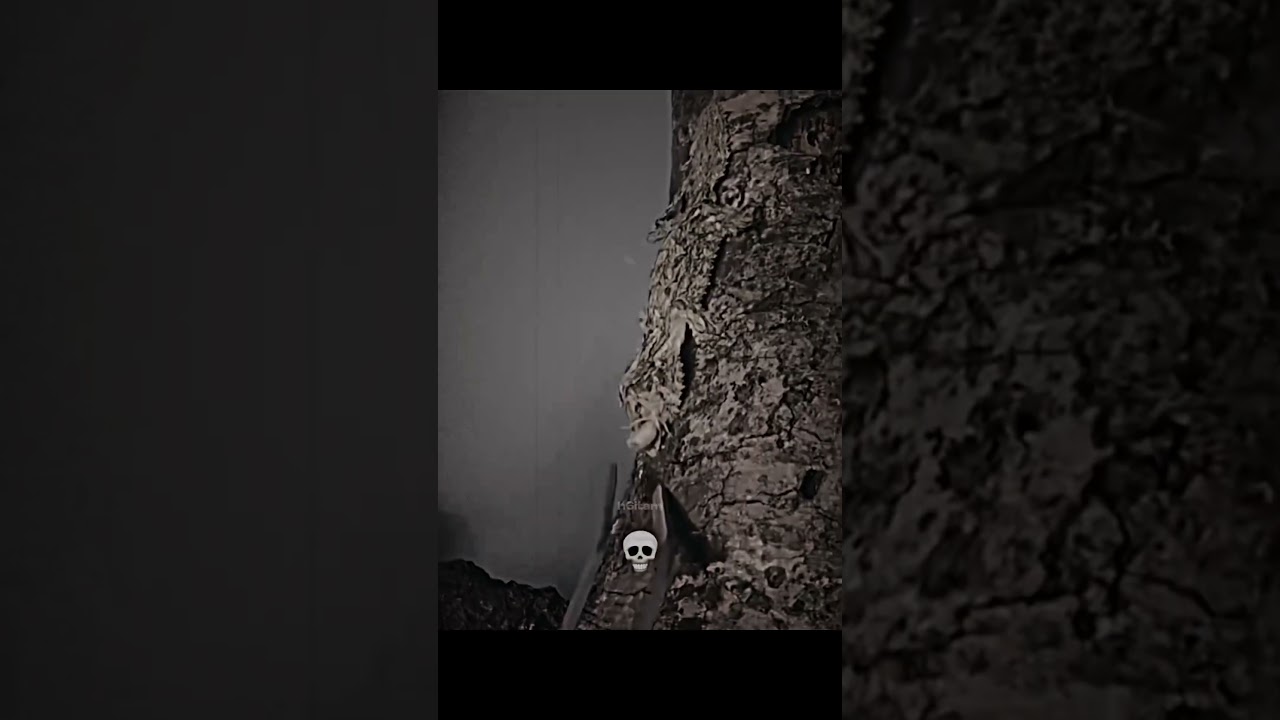 impossible to see them💀 #edit #animals #animalshorts #animal #camouflage #invisible