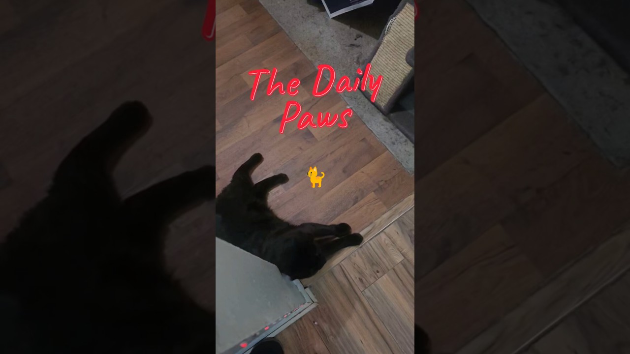 The Daily Paws🎵😻🐈 