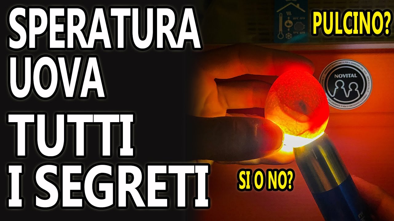 SPERATURA UOVA DI GALLINA