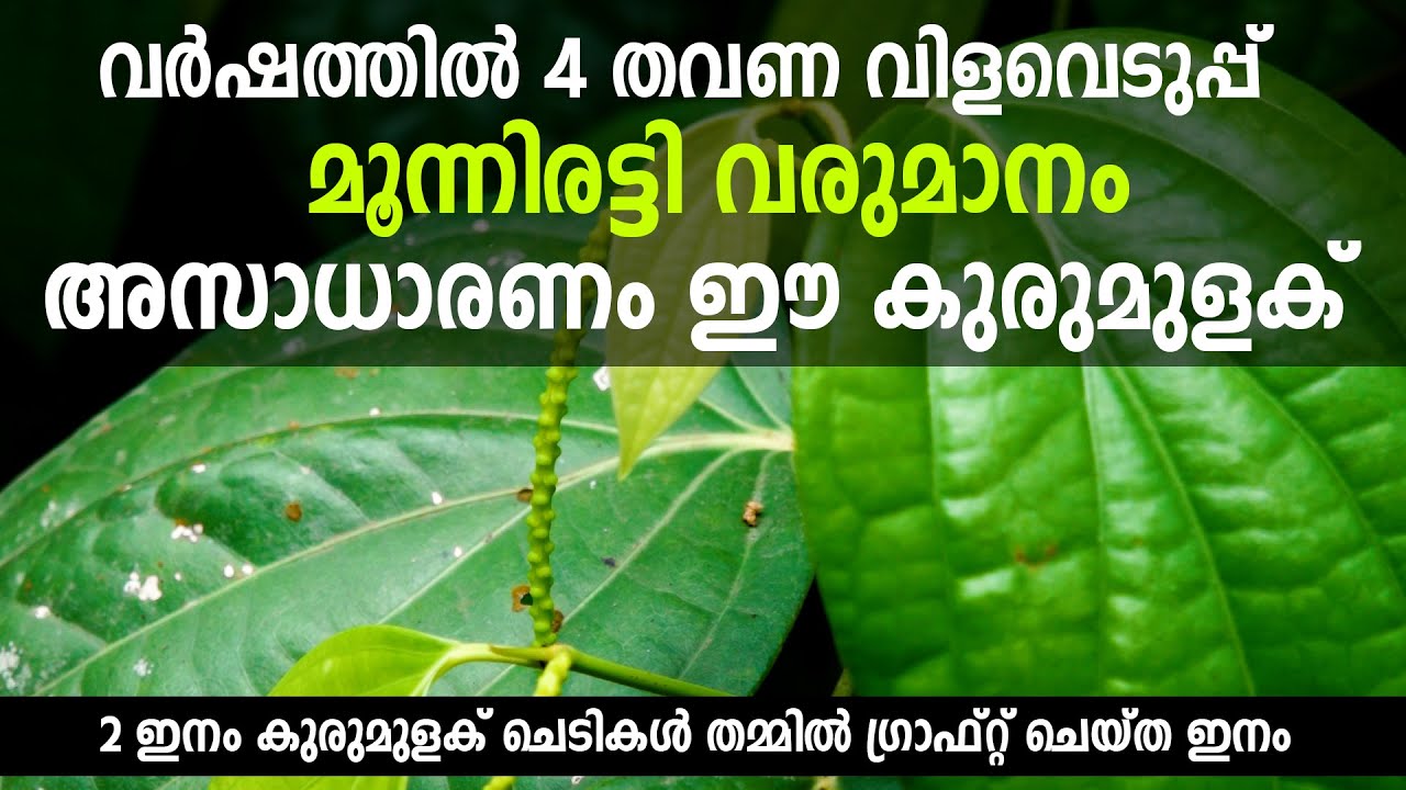 അസാധാരണമായ ഒരു കുരുമുളക് ചെടി #blackpepper