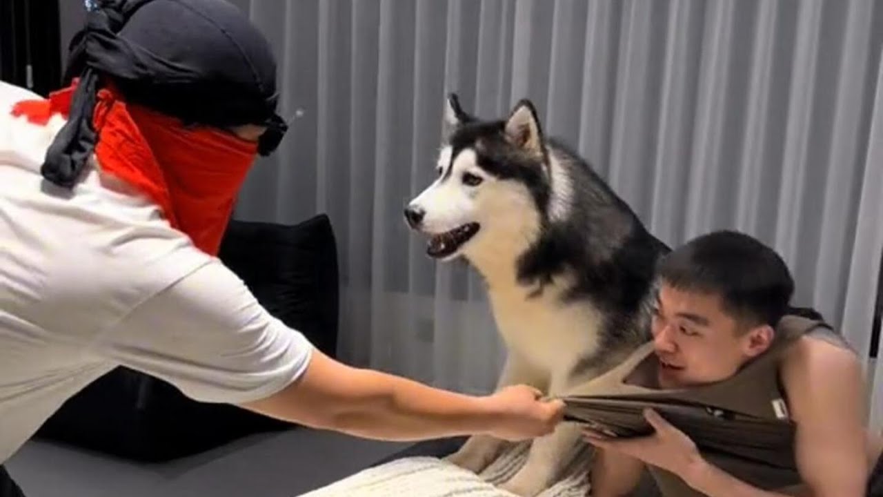 【合集】我永遠是爹地最值得信任的小保鑣！