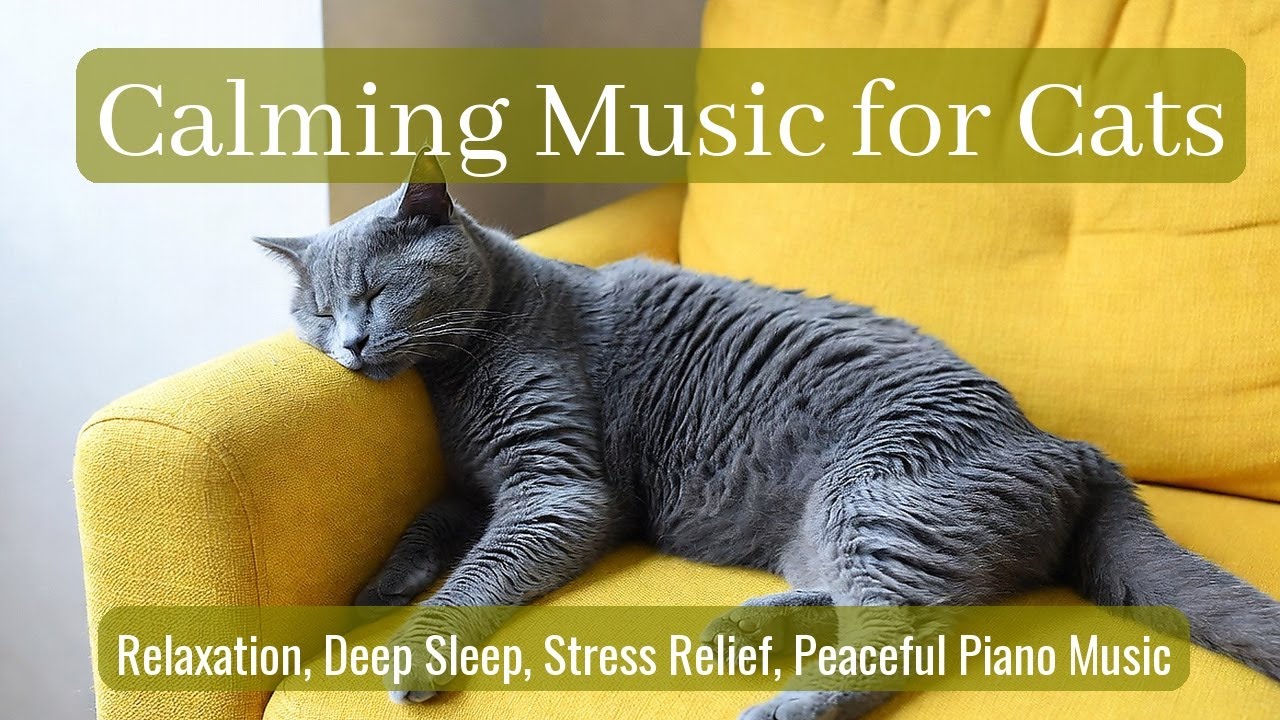 LIVE Peaceful Sleeping Cat for Relaxing Mind 🧘 | Season 27