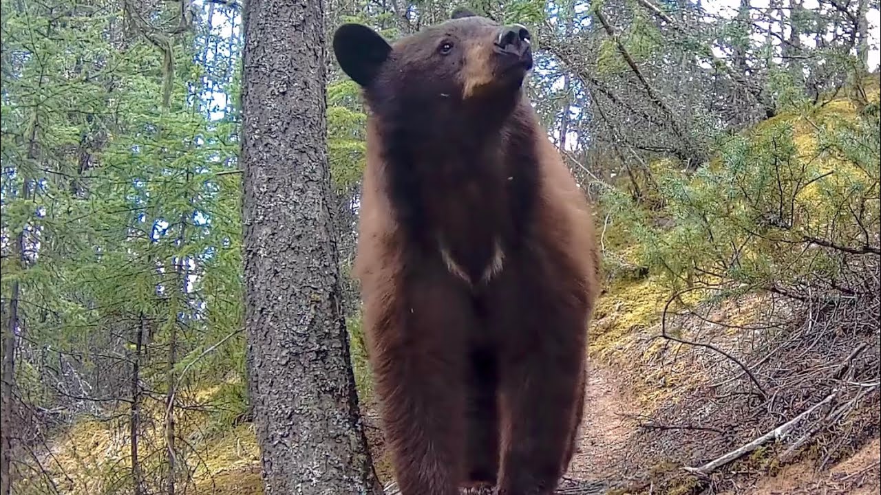 Cinnamon Bears