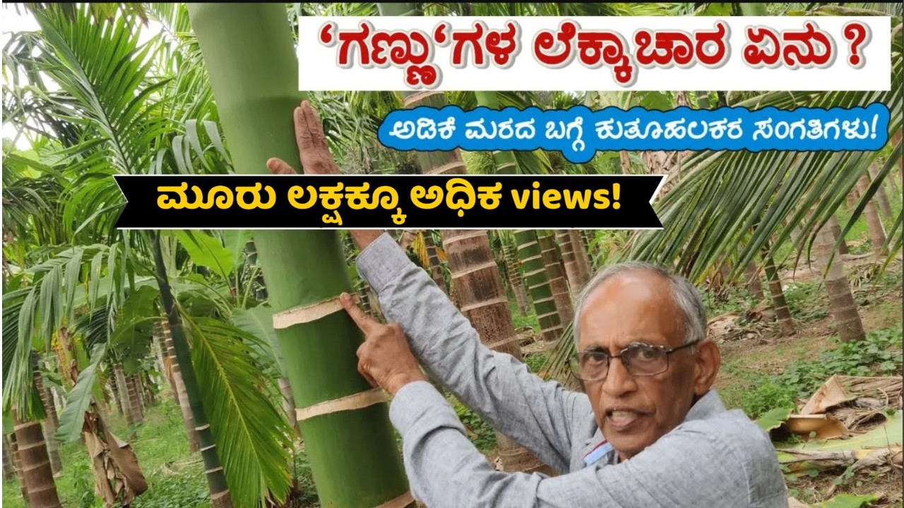 ಅಡಿಕೆ ಮರದ ಗಣ್ಣುಗಳ ಲೆಕ್ಕಾಚಾರ | ಹಲವಾರು ಕುತೂಹಲಕರ ಸಂಗತಿಗಳು