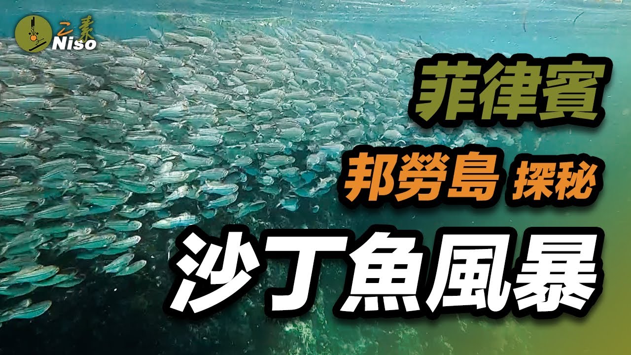 靠近水面的沙丁魚風暴｜Napaling Reef｜邦勞島｜菲律賓｜岸潛｜自潛