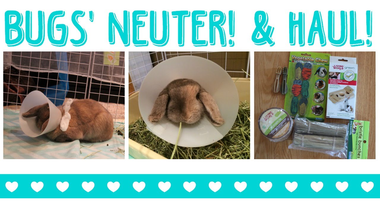 BUGS' NEUTER! & haul!