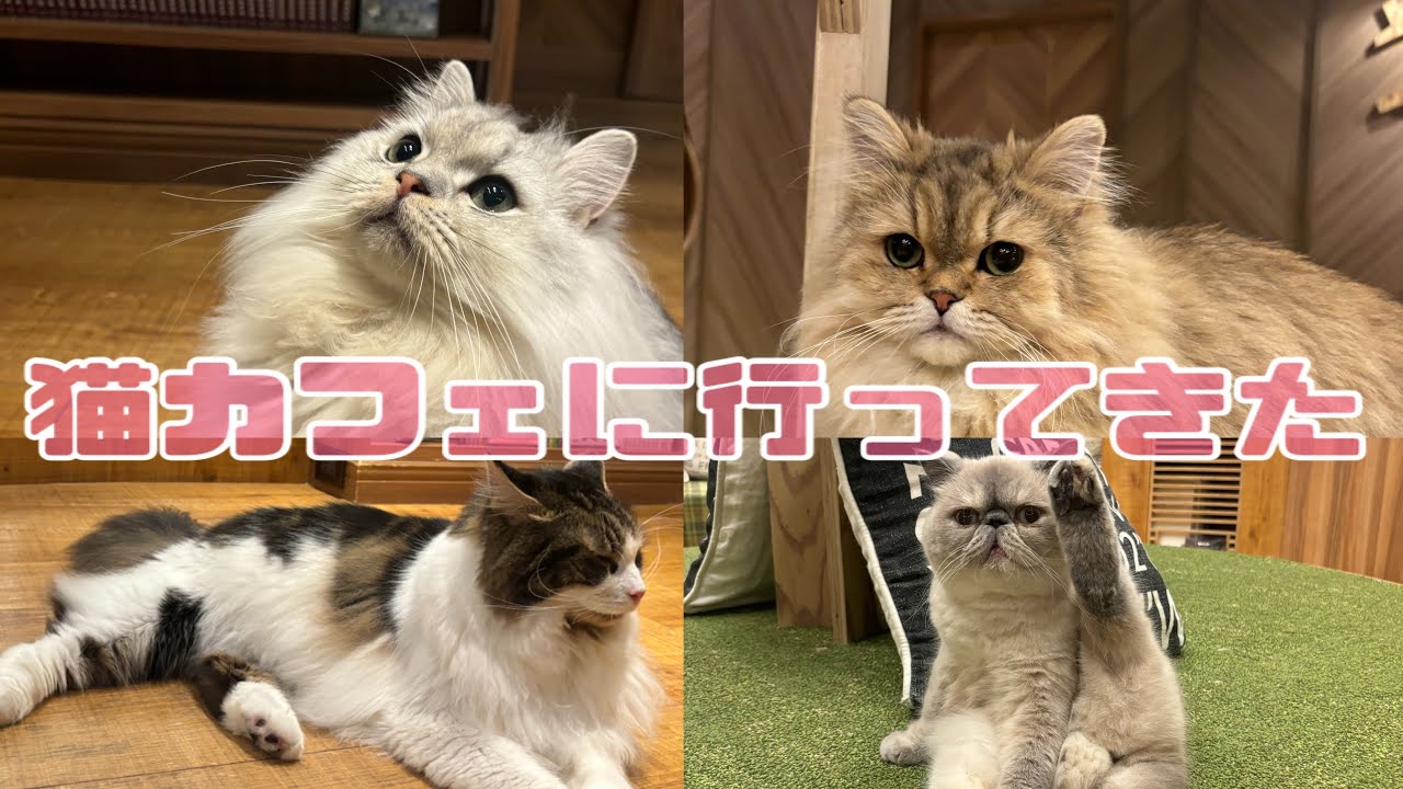 猫カフェに行ってきた｜大阪｜心斎橋