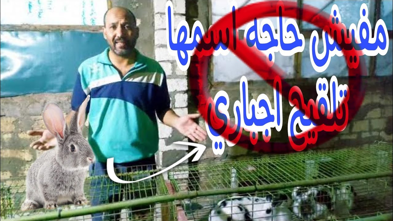 مفيش حاجه اسمها تلقيح الارنبه اجباري  .