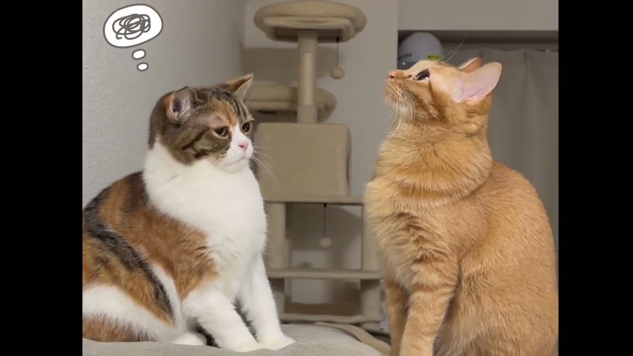 きなこ＆もみじの１週間