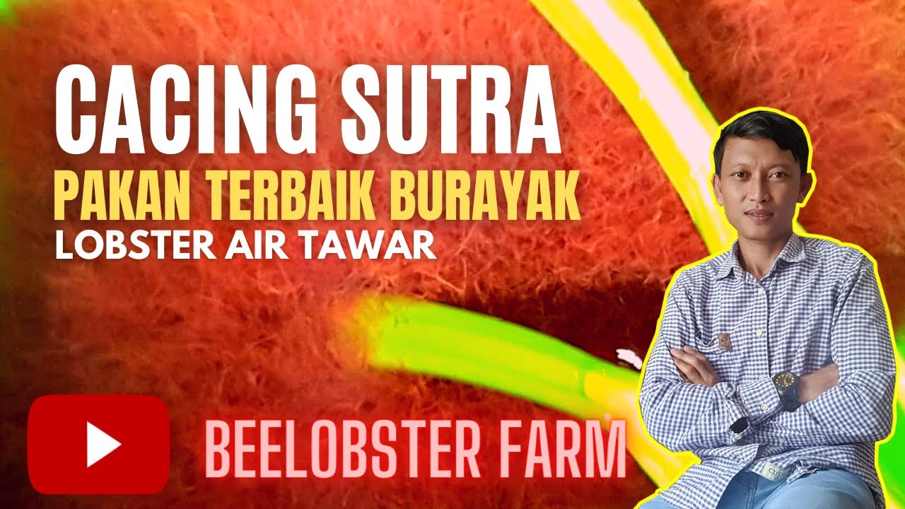 CACING SUTRA PAKAN BURAYAK LOBSTER AIR TAWAR